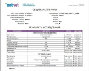 Анализ мочи при боли в почках