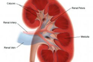 Анатомия члс почек