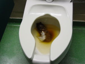 Бегаю часто в туалет перед месячными