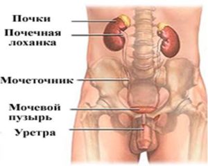 Болит низ живота где мочевой пузырь