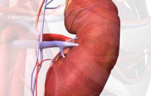 Что будет если у человека 1 почка