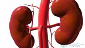 Что будет если у человека 1 почка