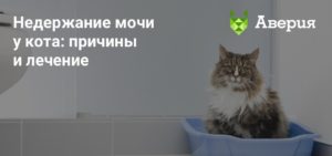 Если у кота недержание мочи