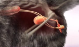 Этамзилат при мочекаменной болезни у котов