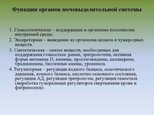 Функции мочевыделительной системы человека