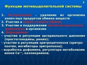 Функции мочевыделительной системы человека