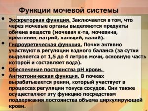 Функции мочевыделительной системы человека