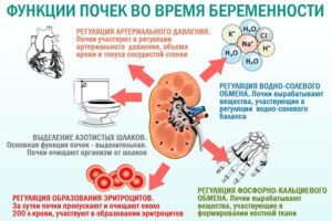 Как проверить почки при беременности