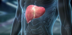 Как проверить здоровье печени и почек
