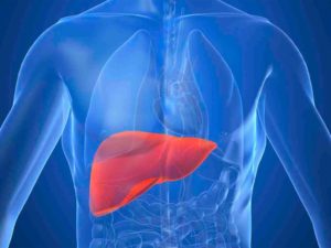Как проверить здоровье печени и почек