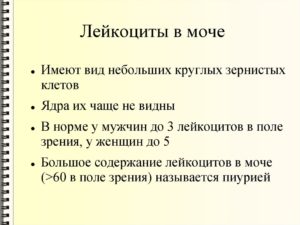 Лейкоциты в моче повышены у ребенка чем лечить
