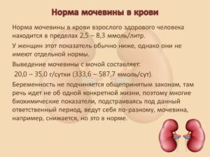 Мочевина в крови выше нормы