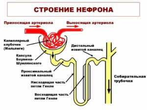 Нефрон почки рисунок