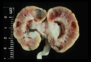 Острый пиелонефрит у кота лечение