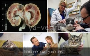 Острый пиелонефрит у кота лечение
