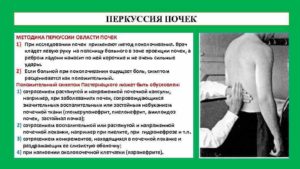 Перкуссия почек в норме