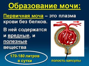 Первичная моча представляет собой