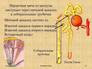 Первичная моча представляет собой