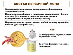Первичная моча представляет собой