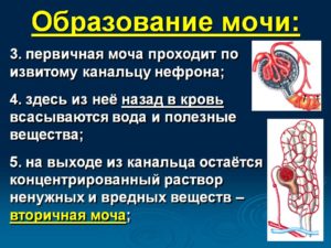 Первичная моча представляет собой