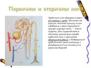 Первичная моча представляет собой