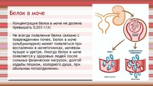 Почему белок в моче у женщин