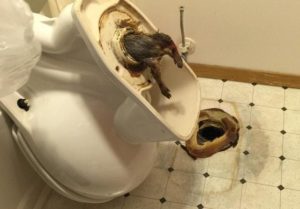 Постоянно тянет по большому в туалет по