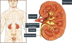 Утолщение паренхимы почек
