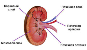 У новорожденного расширены чашечки в почках