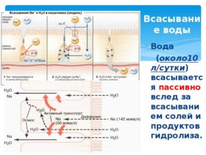 Всасывание воды в кишечнике и почках