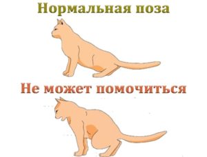 Сколько живут коты при мочекаменной болезни