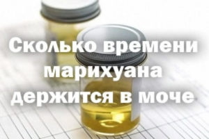 Сколько в моче держится гашиш