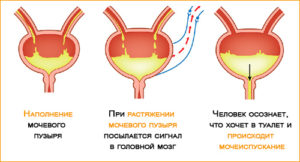 Сколько по времени наполняется мочевой пузырь