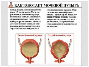 Сколько по времени наполняется мочевой пузырь