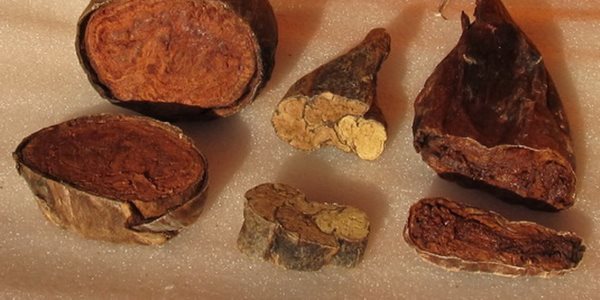 Кастореум в разрезе