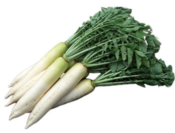 Редька дайкон