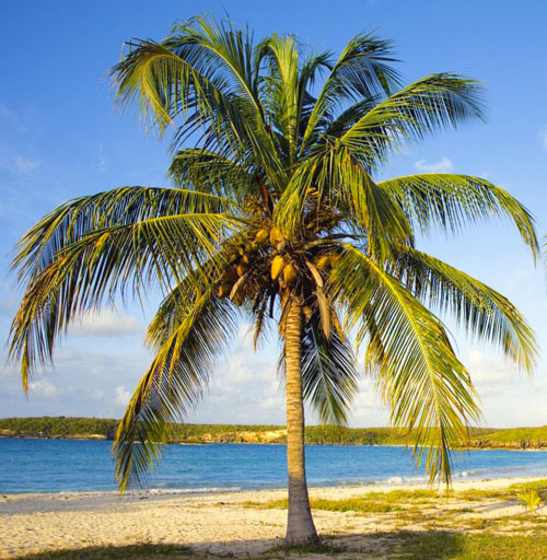 Пальма с кокосом