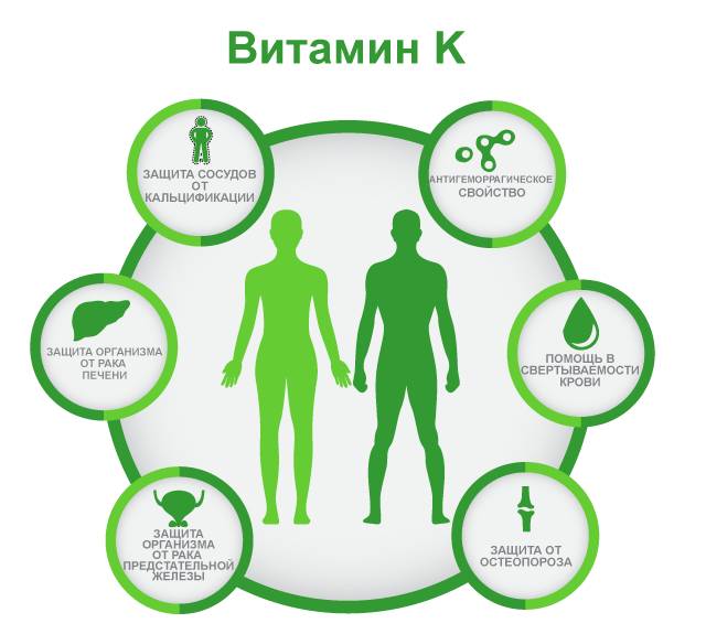 Польза витамина К К1, K2, K3, K4, K5, K6, К7 филлохинон, нафтохинон, менаквинон, менатетренон
