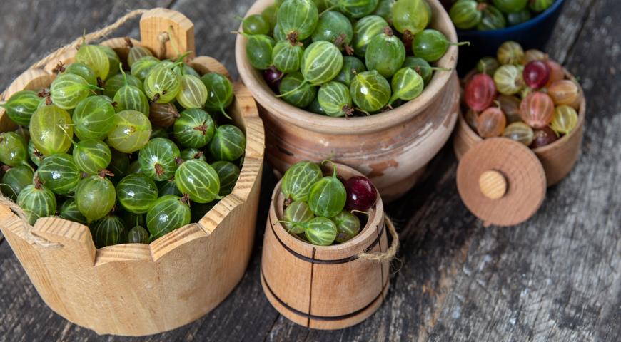 Крыжовник: польза и вред, калорийность, полезные и лечебные свойства, противопоказания для мужчин и женщин