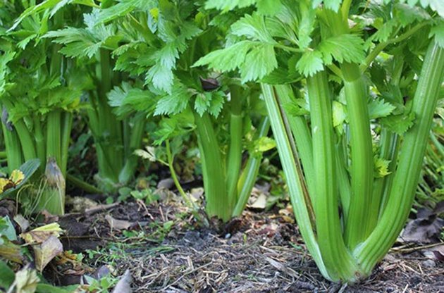 Список из 72 низкоуглеводных продуктов: фрукты, овощи, мясо и прочие продукты