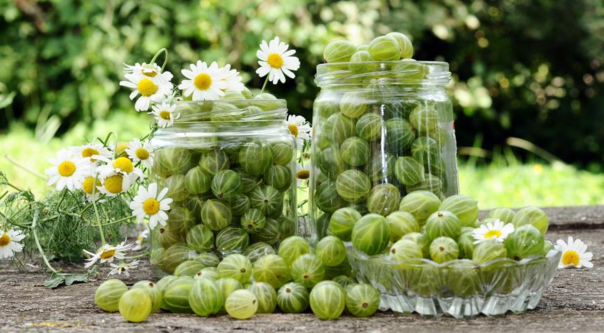 Крыжовник: польза и вред, калорийность, полезные и лечебные свойства, противопоказания для мужчин и женщин