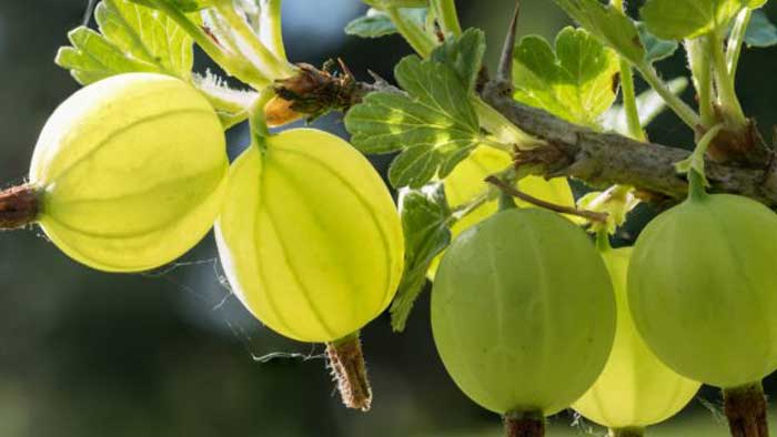 Чем полезен крыжовник женщинам и мужчинам