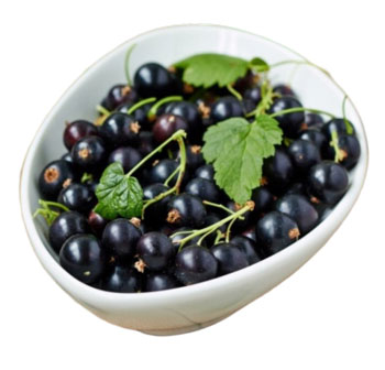 черная смородина