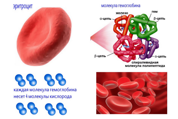 гемоглобин