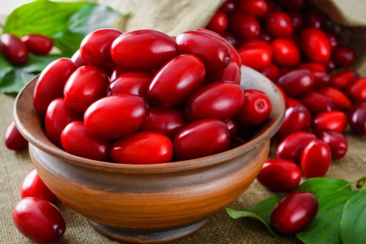 Кизил: описание, сорта, свойства, польза и вред, способы применения, противопоказания и рецепты