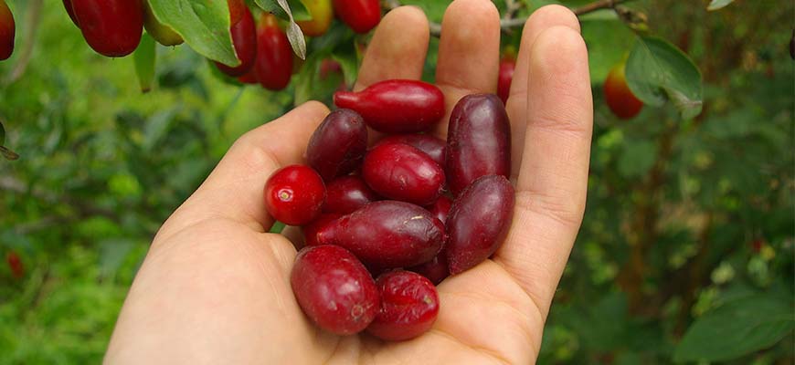 Кизил: описание, сорта, свойства, польза и вред, способы применения, противопоказания и рецепты