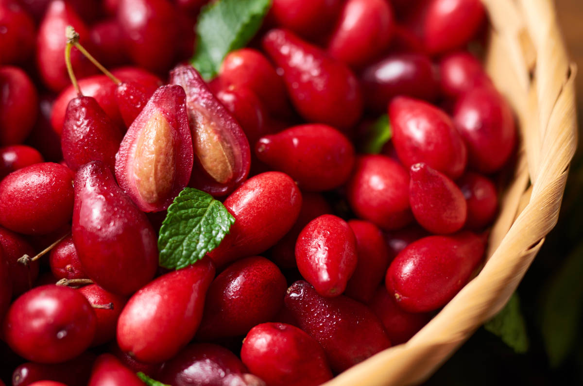 Кизил: описание, сорта, свойства, польза и вред, способы применения, противопоказания и рецепты