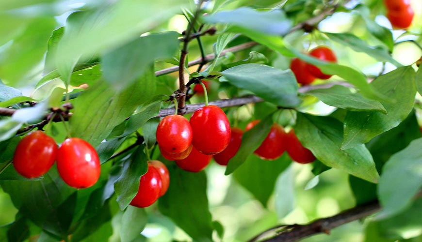 Кизил: описание, сорта, свойства, польза и вред, способы применения, противопоказания и рецепты