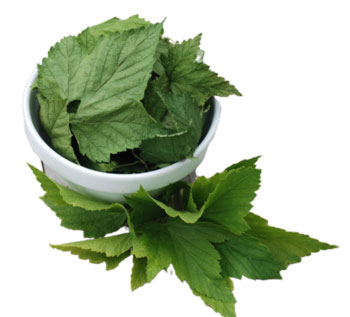 листья смородины