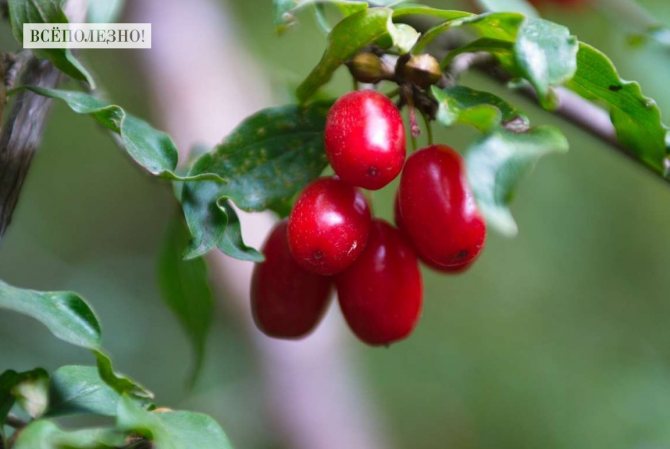 Кизил: описание, сорта, свойства, польза и вред, способы применения, противопоказания и рецепты